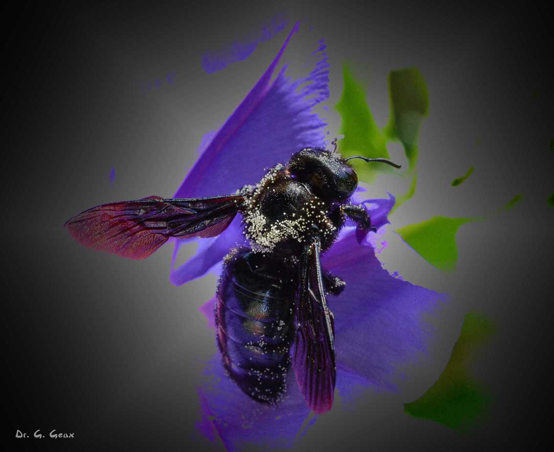 Blaue Holzbiene (xylocopa valga) 2021 Imkerei Hablützel