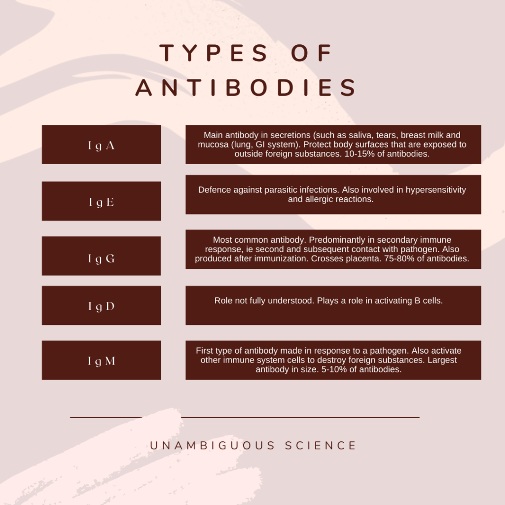 Anti Lua Antibodies In Pregnancy at Kevin Wyatt blog