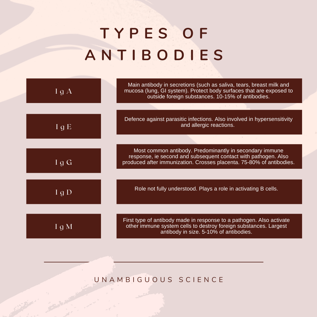 Antibodies in Pregnancy and Lactation Unambiguous Science