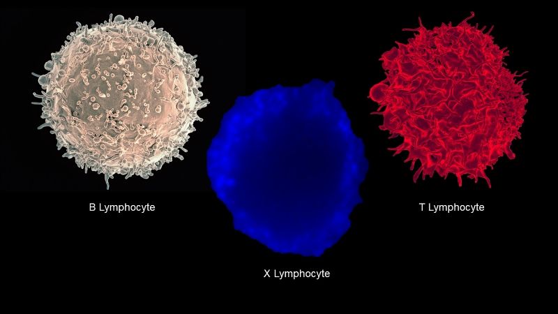 Linfocito-X-cÃ©lula-inmune-diabetes-uno-UNAMGlobal
