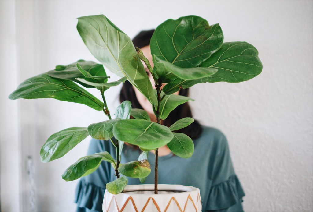 Brown Spots On Fiddle Leaf Fig (Causes And How To Fix It) UnAssaggio