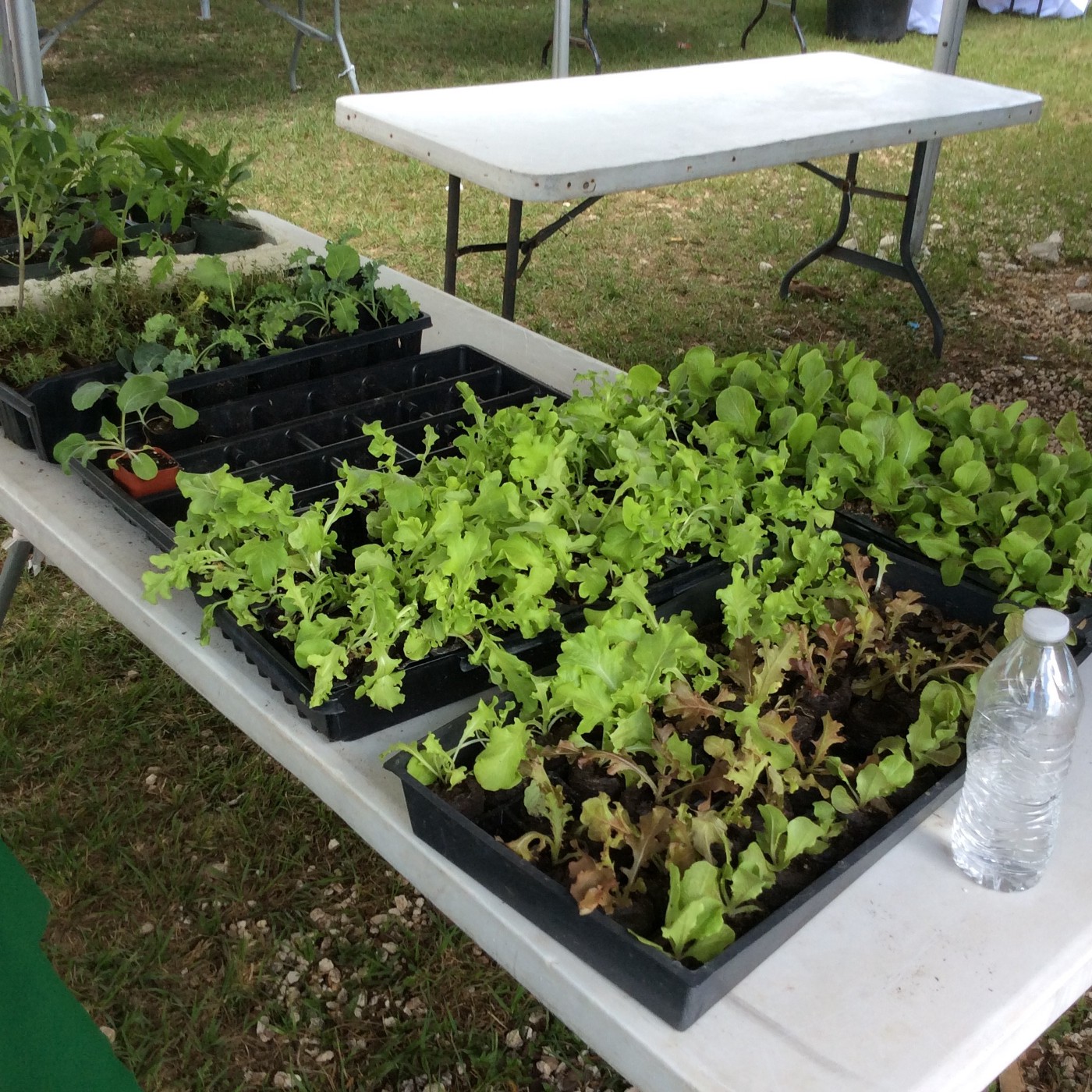 3 Reasons Why a Gender Champion Took an Agriculture