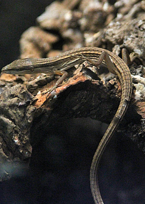 Long Tailed Lizards & Anoles