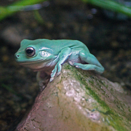 White's Dumpy Tree Frogs