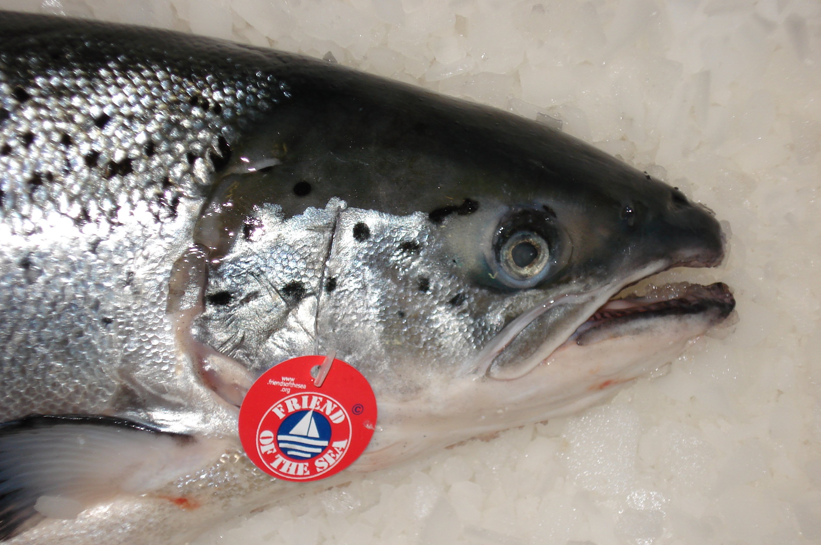 WWF Friend of the Sea 20 'more effective' than MSC Undercurrent News