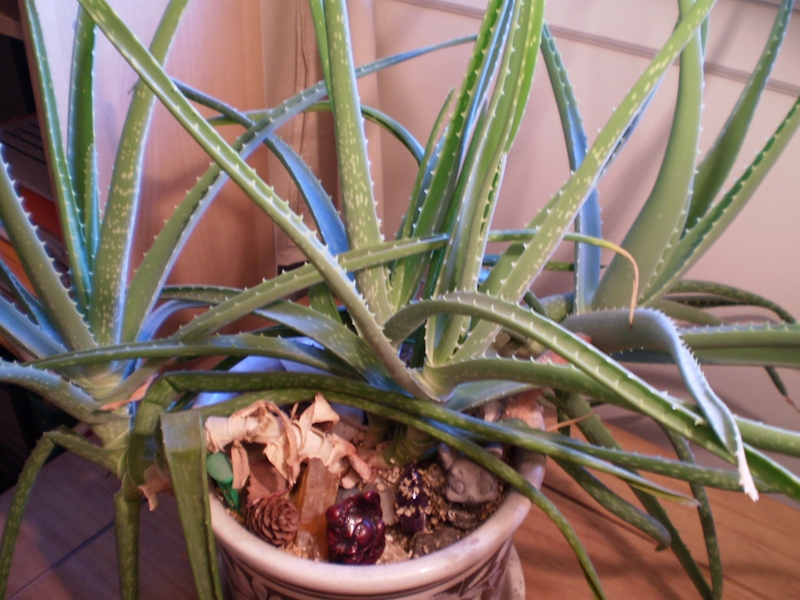Need help is my aloe plant getting too crowded?
