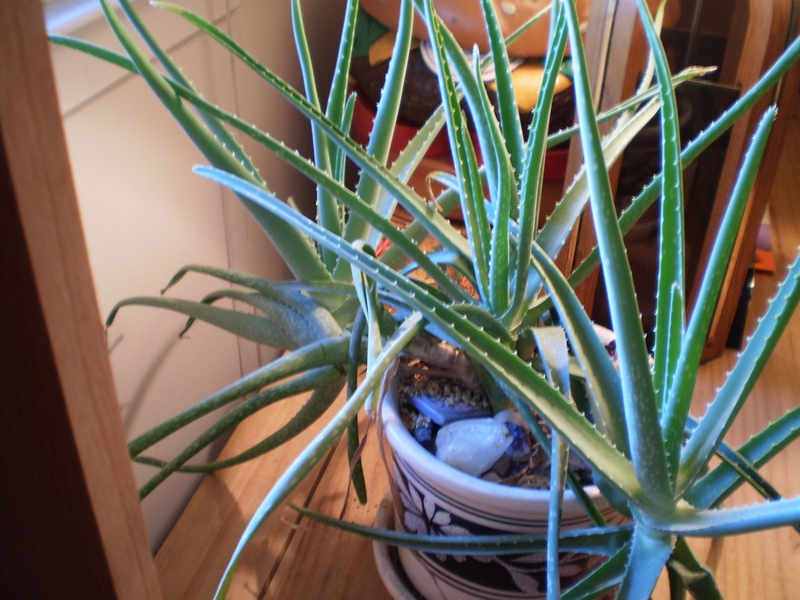 Need help is my aloe plant getting too crowded?