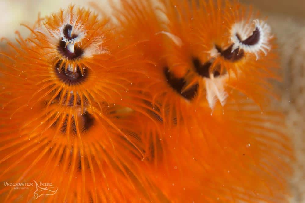 Christmas Tree Worms Holiday Season! Underwater Tribe