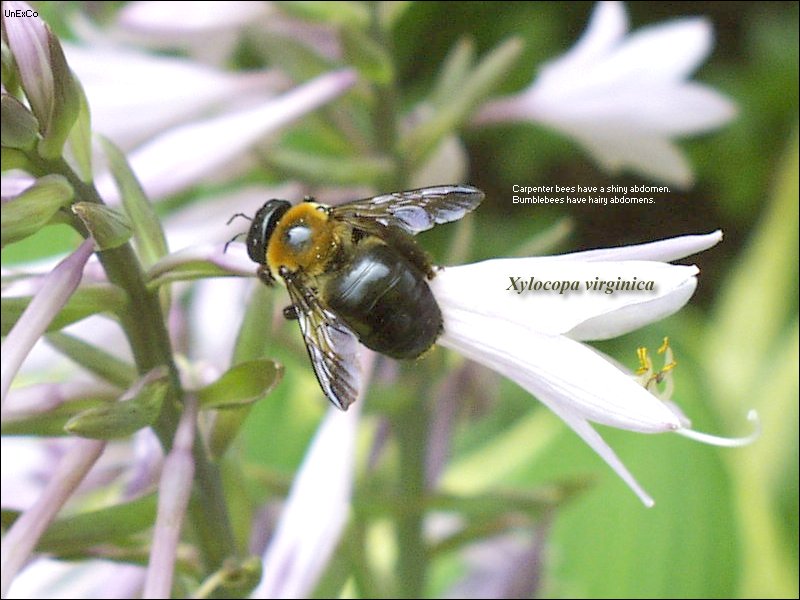 Carpenter Bees and their Control United Exterminating Company