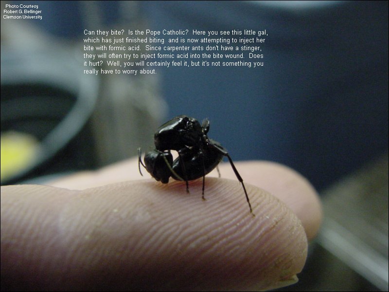 Carpenter Ants and their Control United Exterminating Company