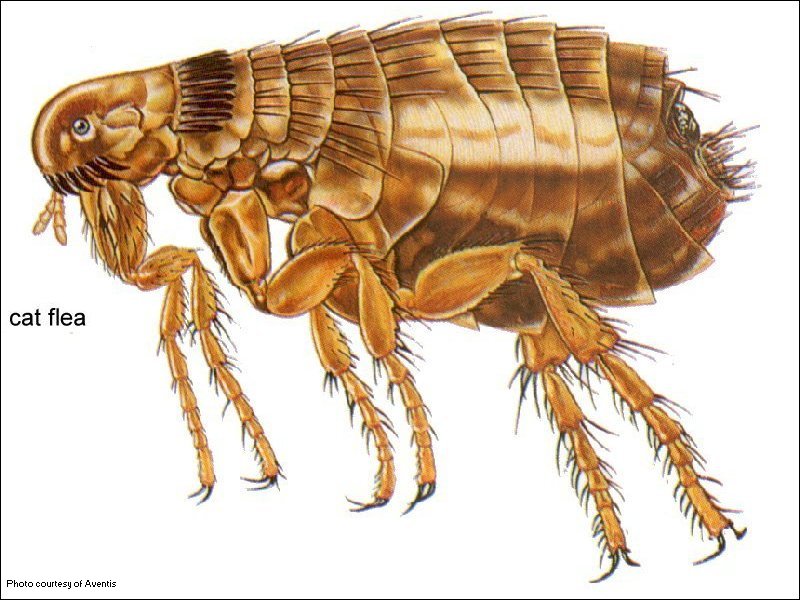 Cat fleas like humans