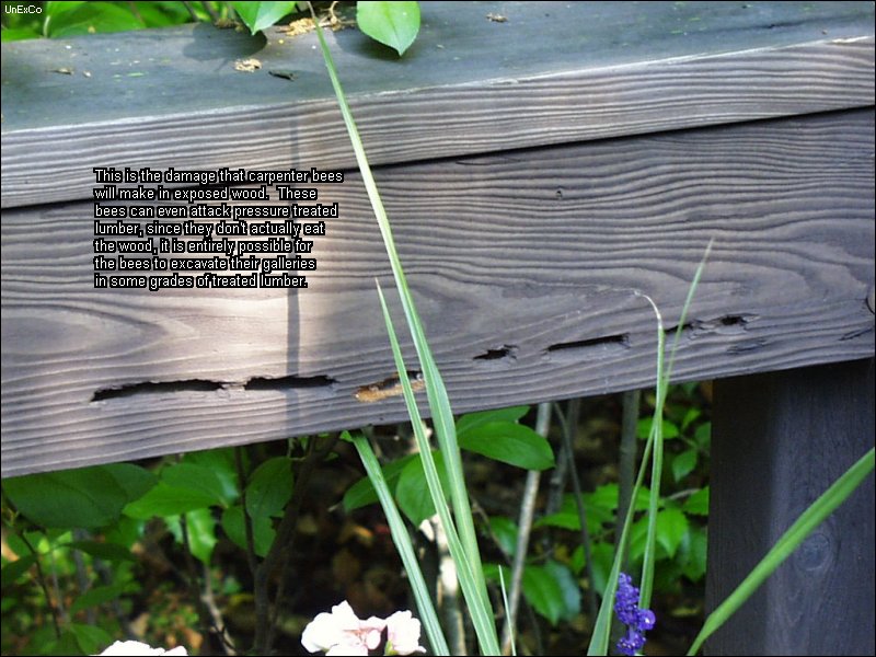 Carpenter Bees and their Control United Exterminating Company