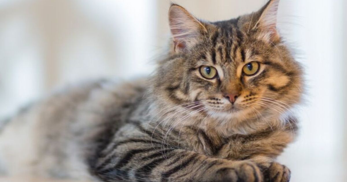 Feline Infectious Peritonitis University of Nicosia