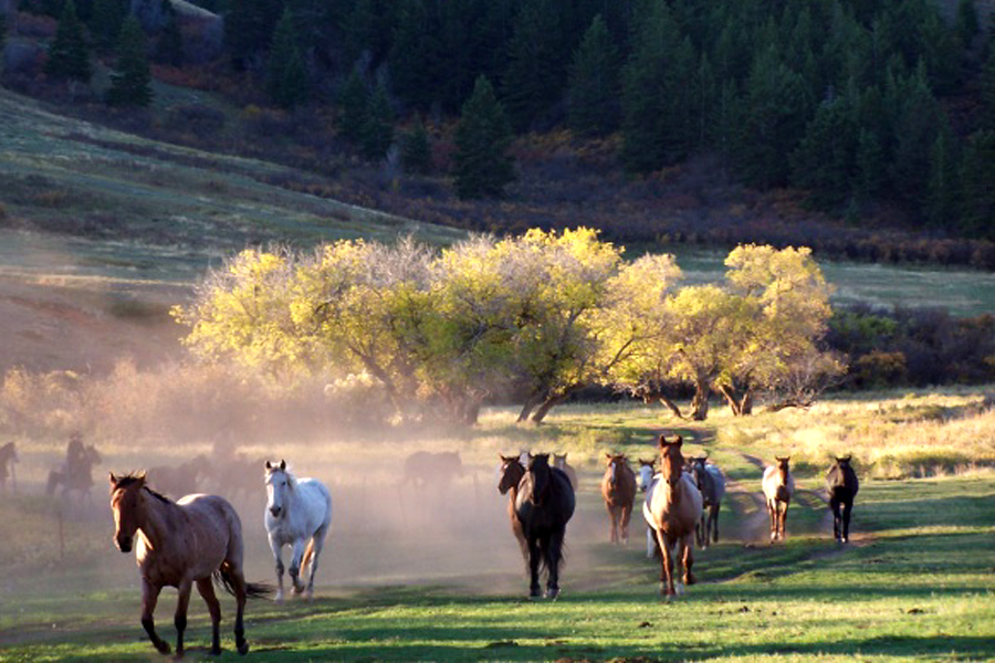 Montana Working Ranch, USA Horse Riding Holidays