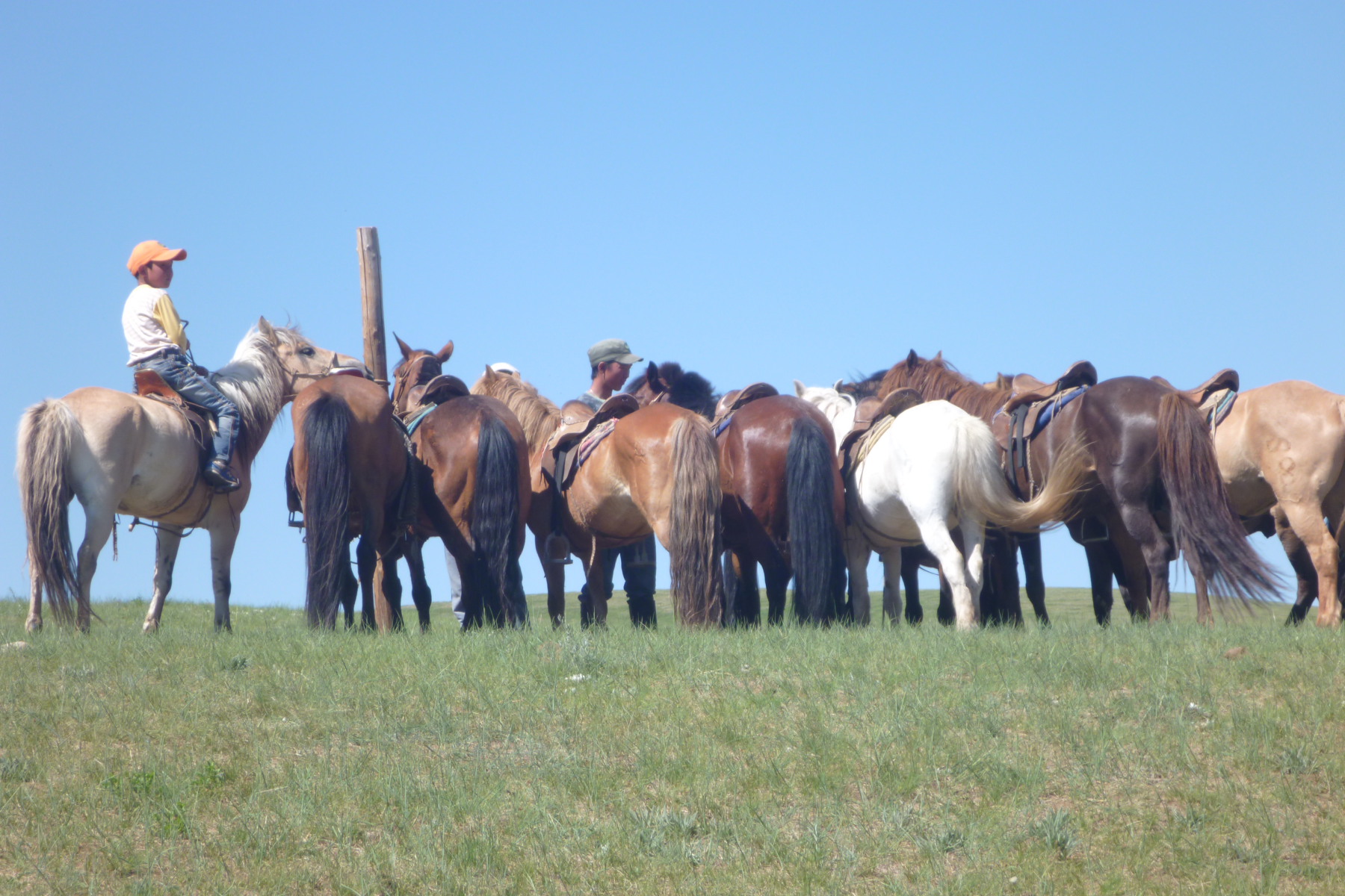 Mongolia Horse Riding Holidays Mongolian Horseback Vacations