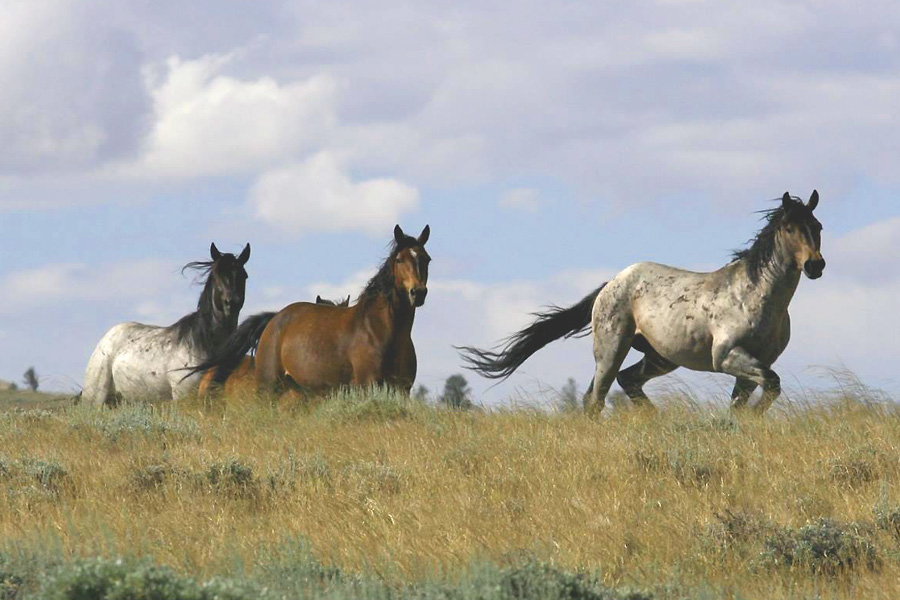 Wyoming Wilderness Trips, USA Horse Riding Holidays