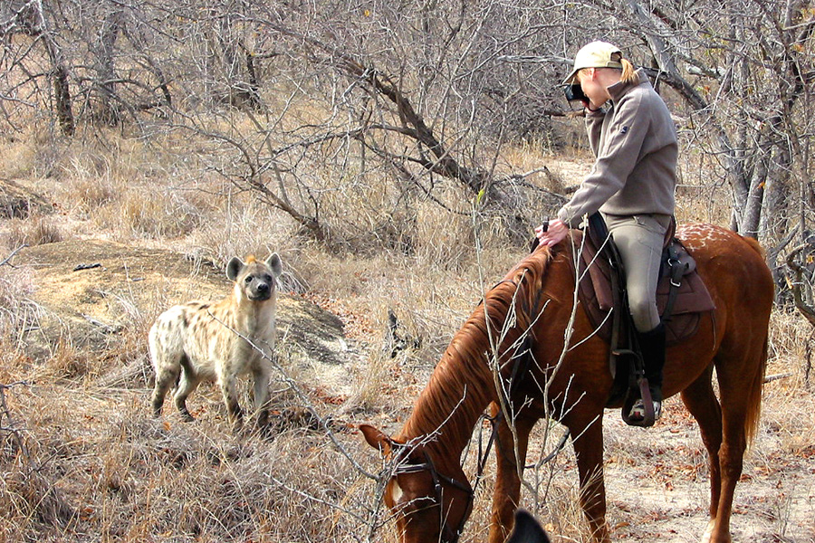 Horse Riding Safaris South Africa Horseback Holidays Unicorn Trails