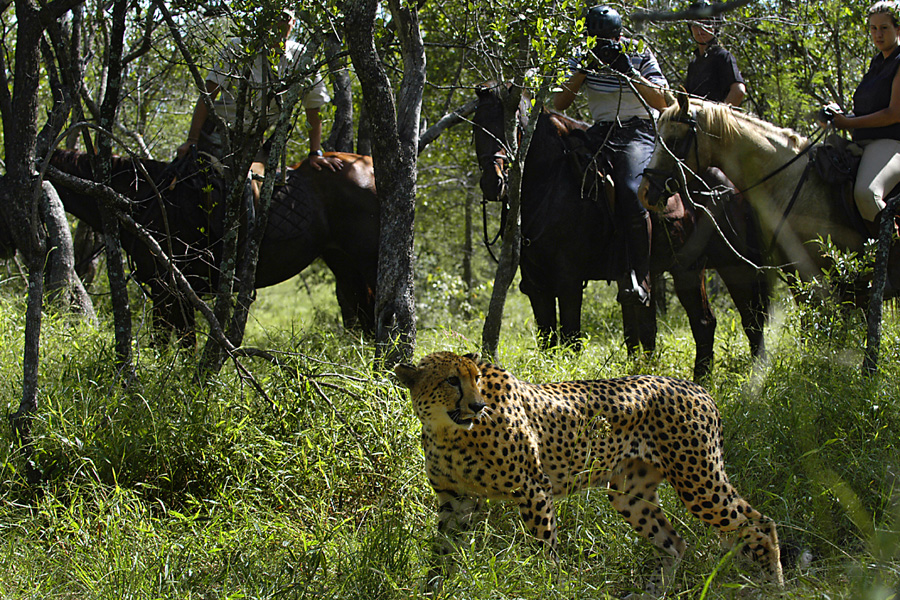 Horse Riding Safaris South Africa Horseback Holidays Unicorn Trails