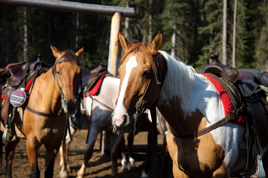 Horse Riding Holidays in Canada Horseback Riding Vacations