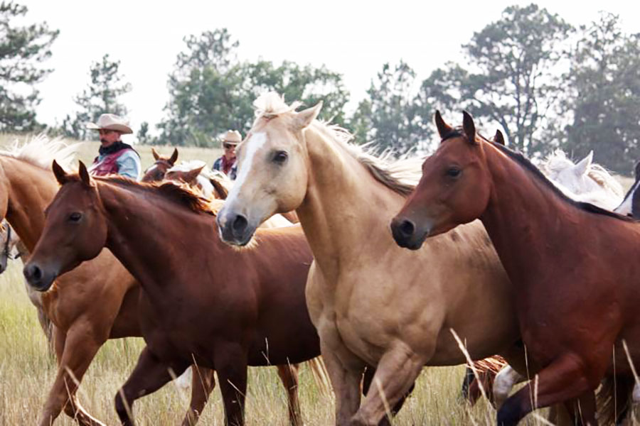 Lakeside Ranch Horse Riding Holidays in Wyoming, USA