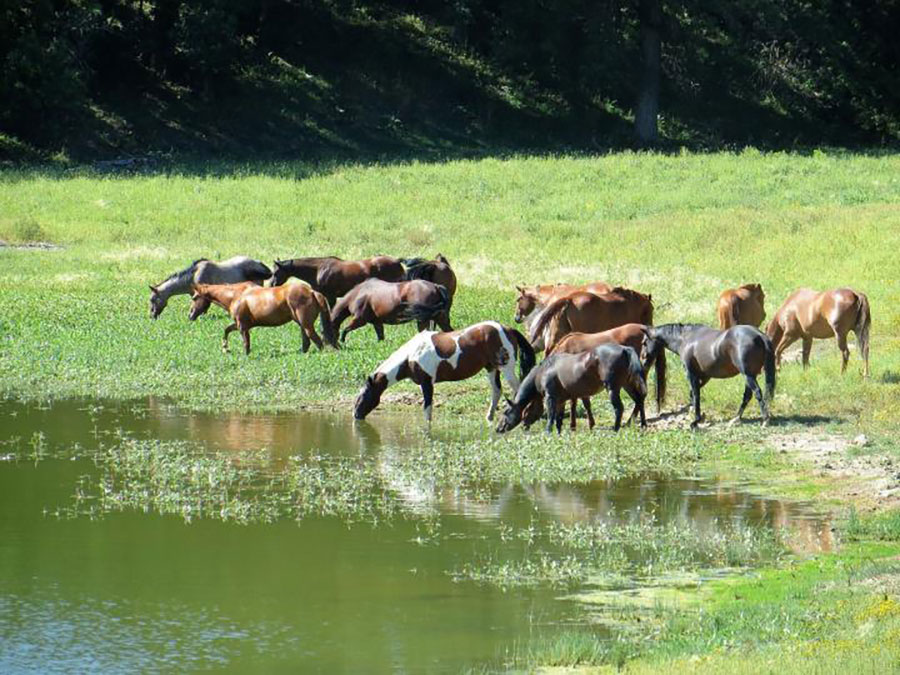 Lakeside Ranch Horse Riding Holidays in Wyoming, USA