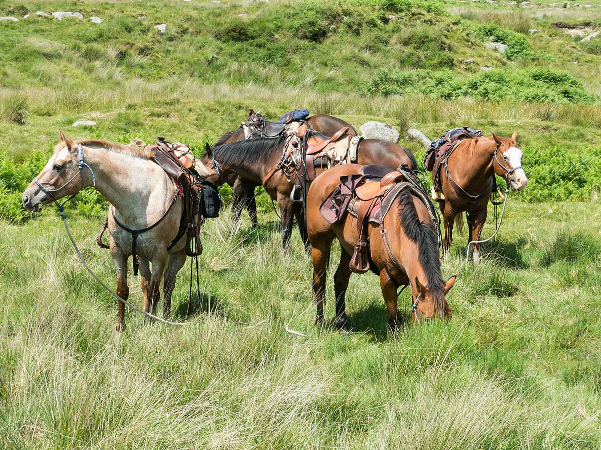 Dartmoor Crossing Horse Riding Holidays in England Unicorn Trails