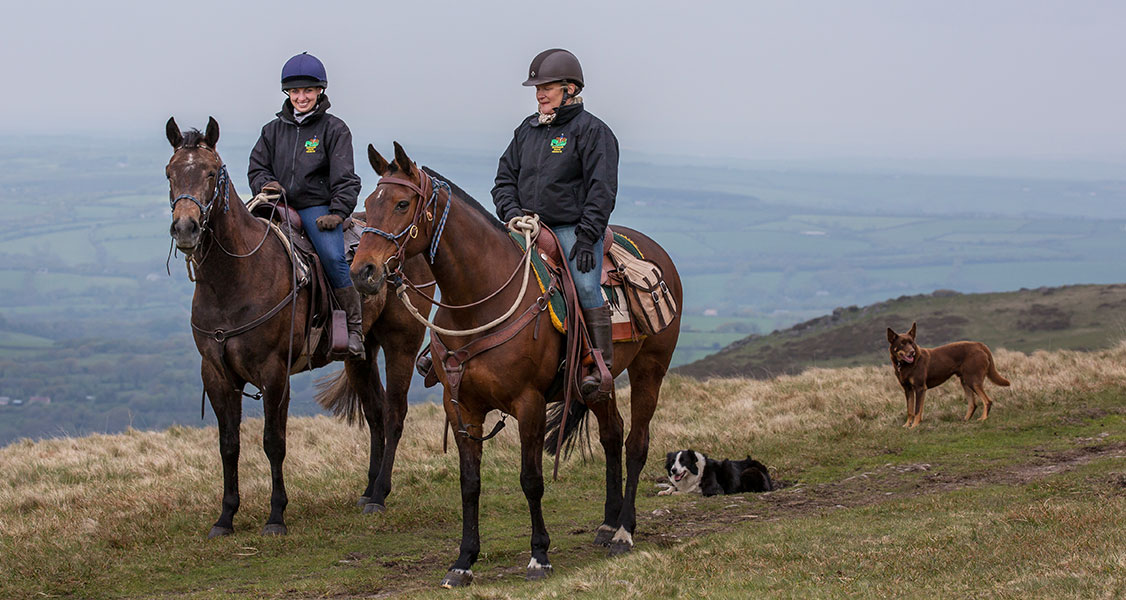 Cattle Drive on Dartmoor Horse Riding Holidays in England