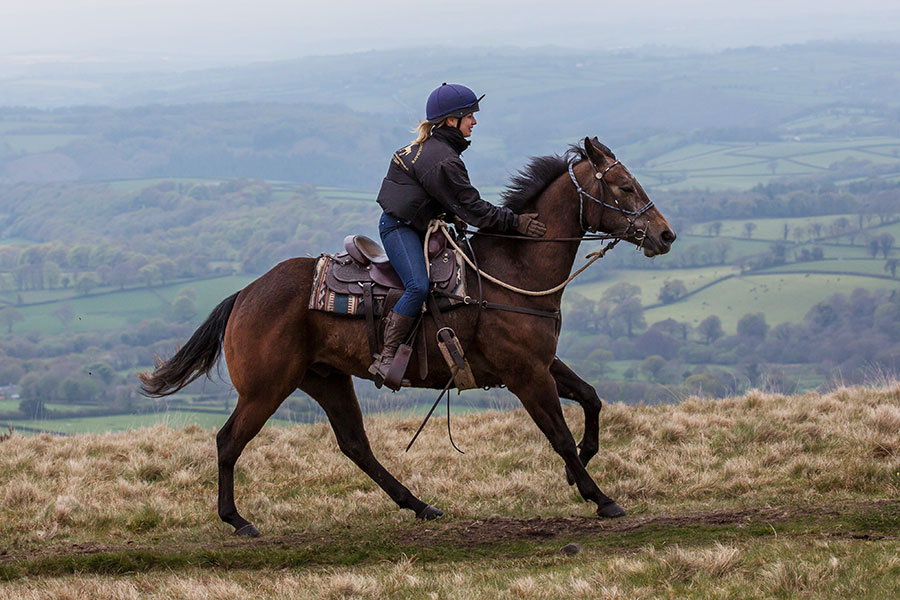 Cattle Drive on Dartmoor Horse Riding Holidays in England