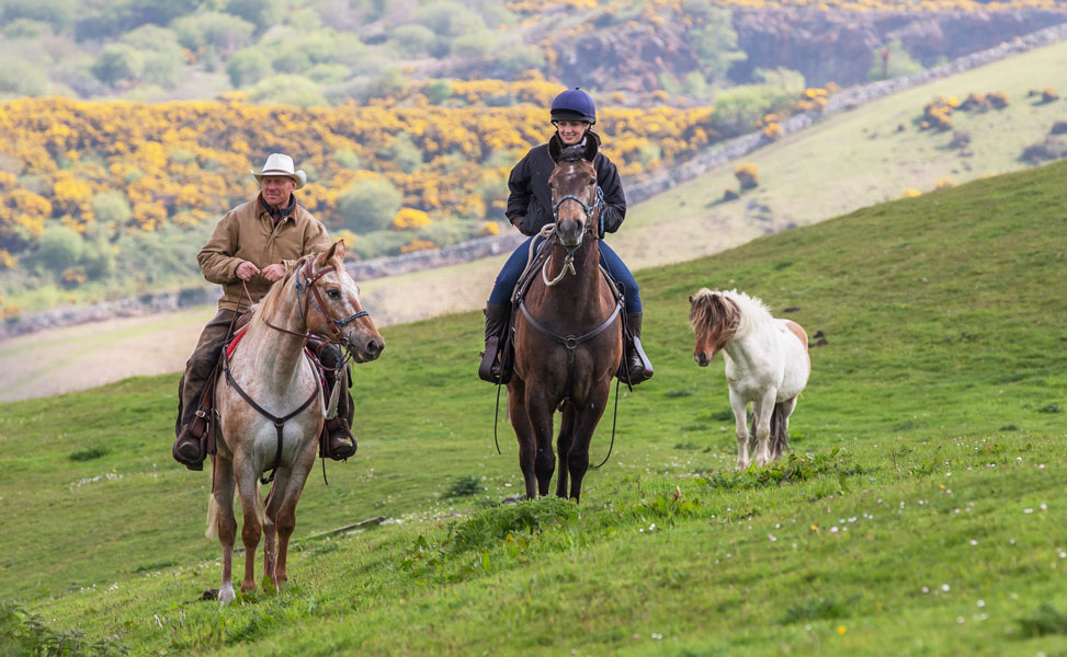 Cattle Drive on Dartmoor Horse Riding Holidays in England