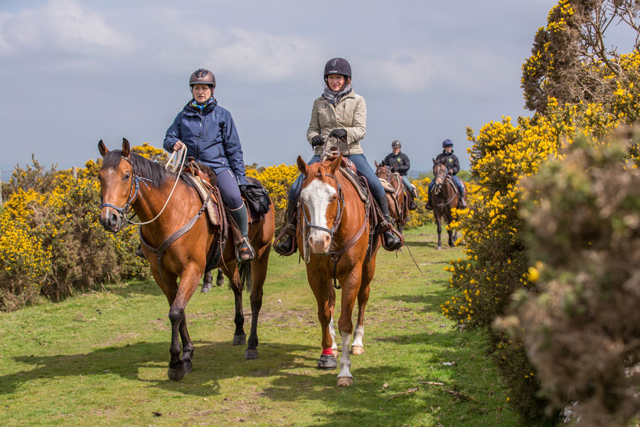 Cattle Drive on Dartmoor Horse Riding Holidays in England