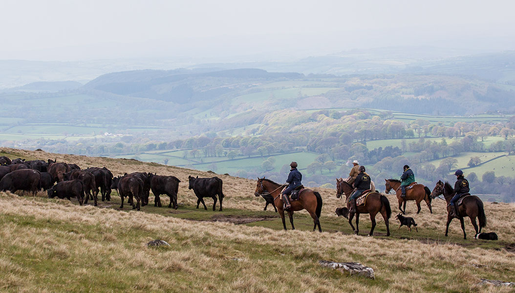 Cattle Drive on Dartmoor Horse Riding Holidays in England