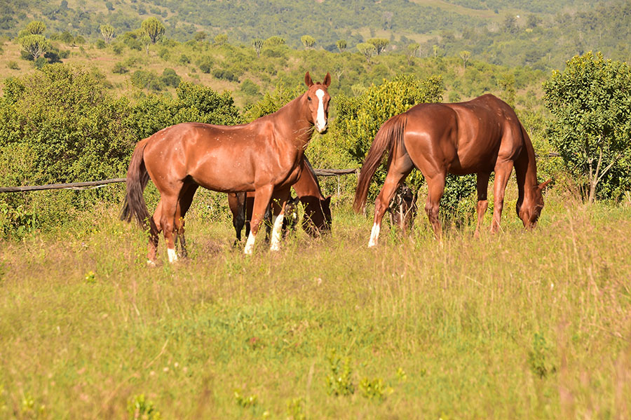 Mount Kenya Farm Stay, Kenya Horse Riding Holidays
