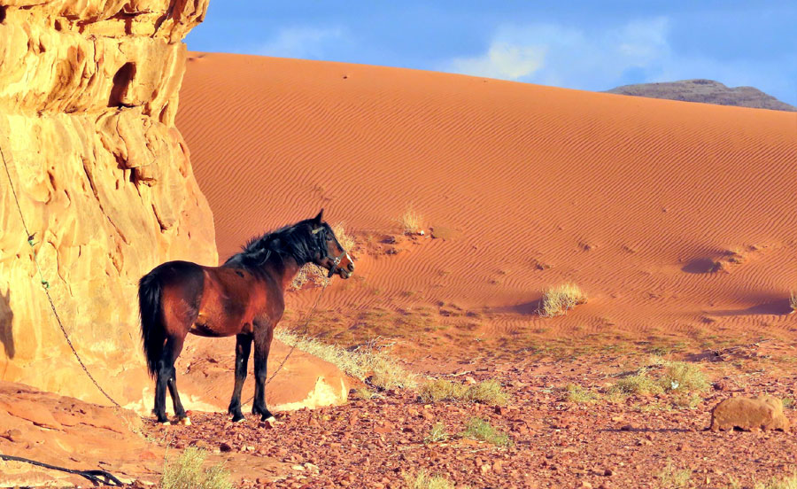 Wadi Rum Desert Trail Horse Riding Holidays in Jordan