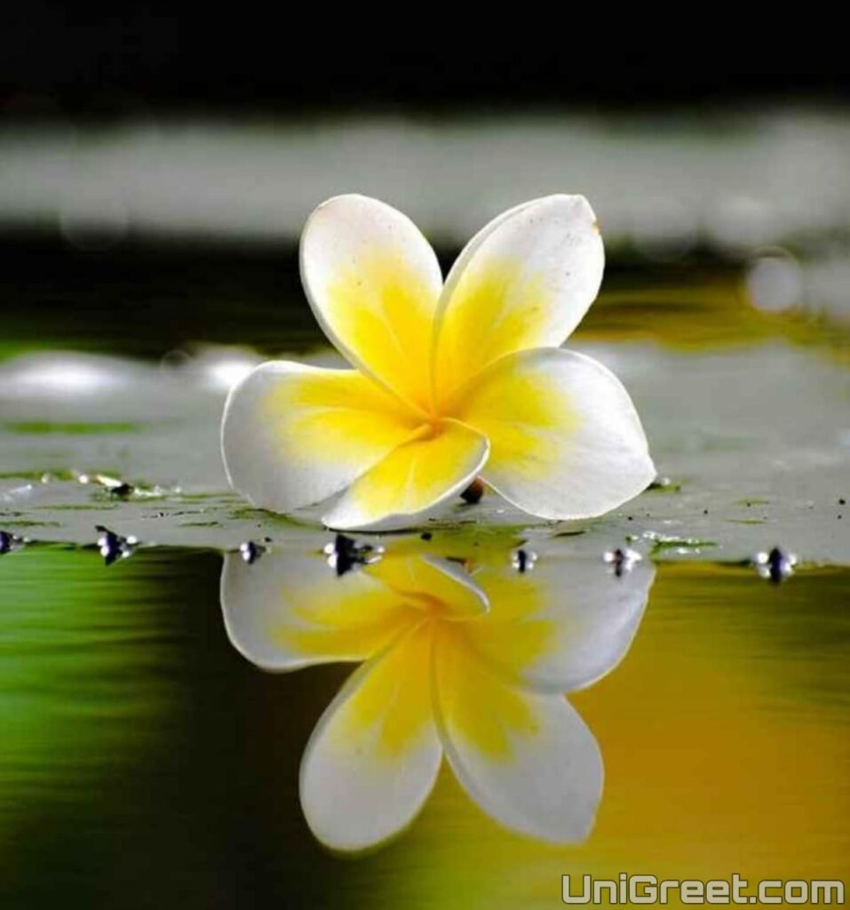"Stunning 4K Collection of Over 999 Flower WhatsApp DP Images"