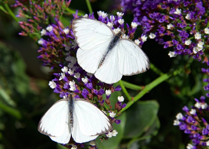 22 White Butterfly Meanings Angels, Love, Abundance & Health