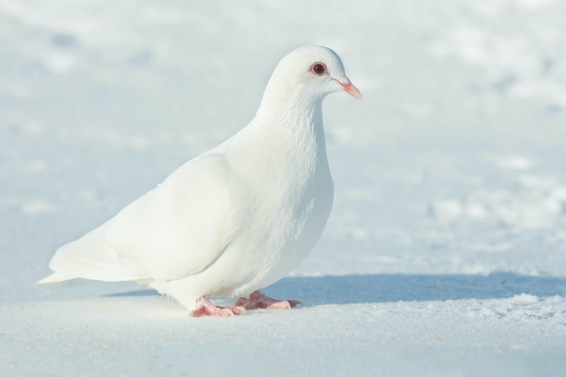 White Pigeon Meaning and Symbolism Explained UniGuide