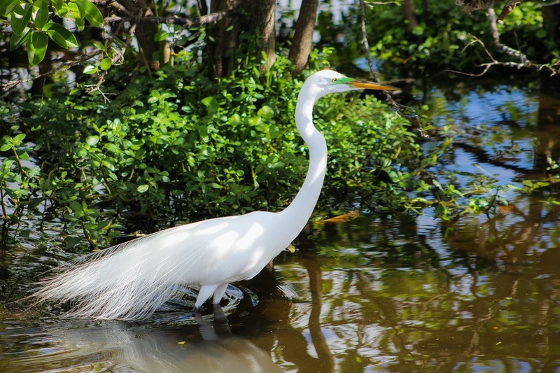 Egret Meaning and Symbolism and the Egret Spirit Animal