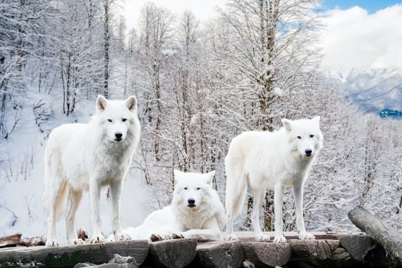 16 White Wolf Meanings Symbolism, Dreams & Legends UniGuide