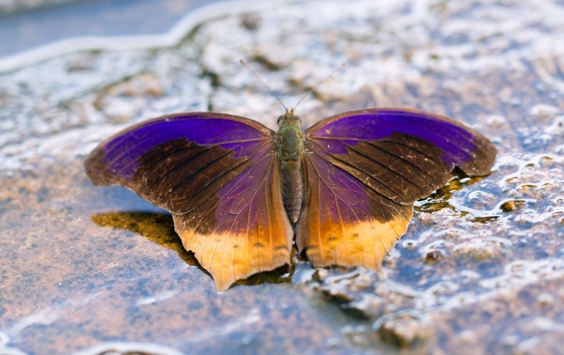 16 Purple Butterfly Meanings What Do They Symbolize? UniGuide