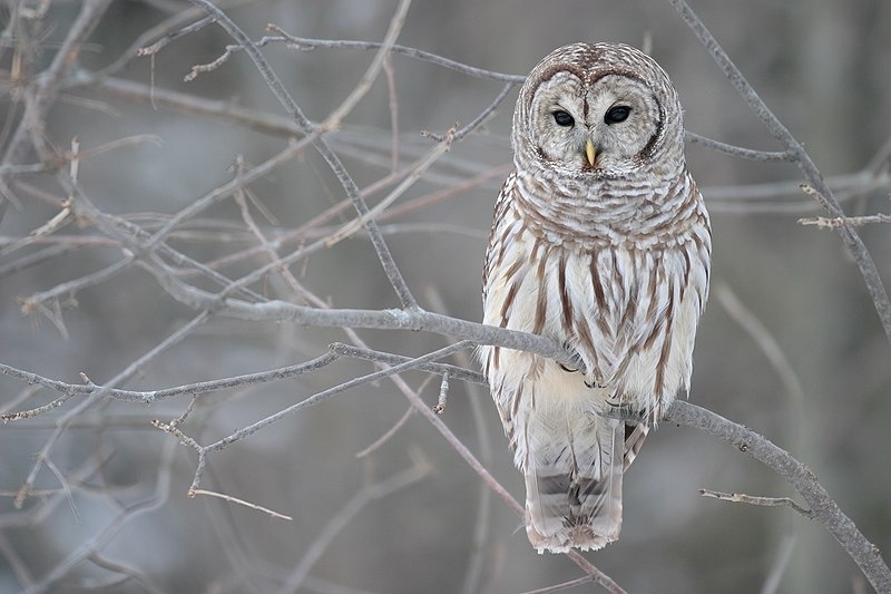 15 White Owl Meanings What Do They Symbolize? UniGuide