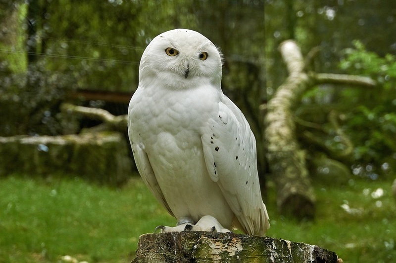 15 White Owl Meanings What Do They Symbolize? UniGuide