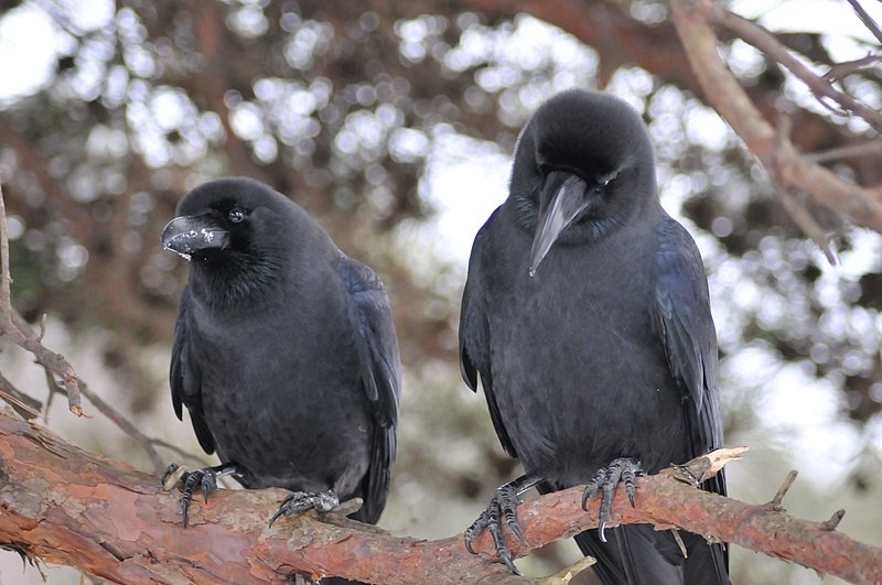 2 Crows Meaning What Do They Symbolize? UniGuide