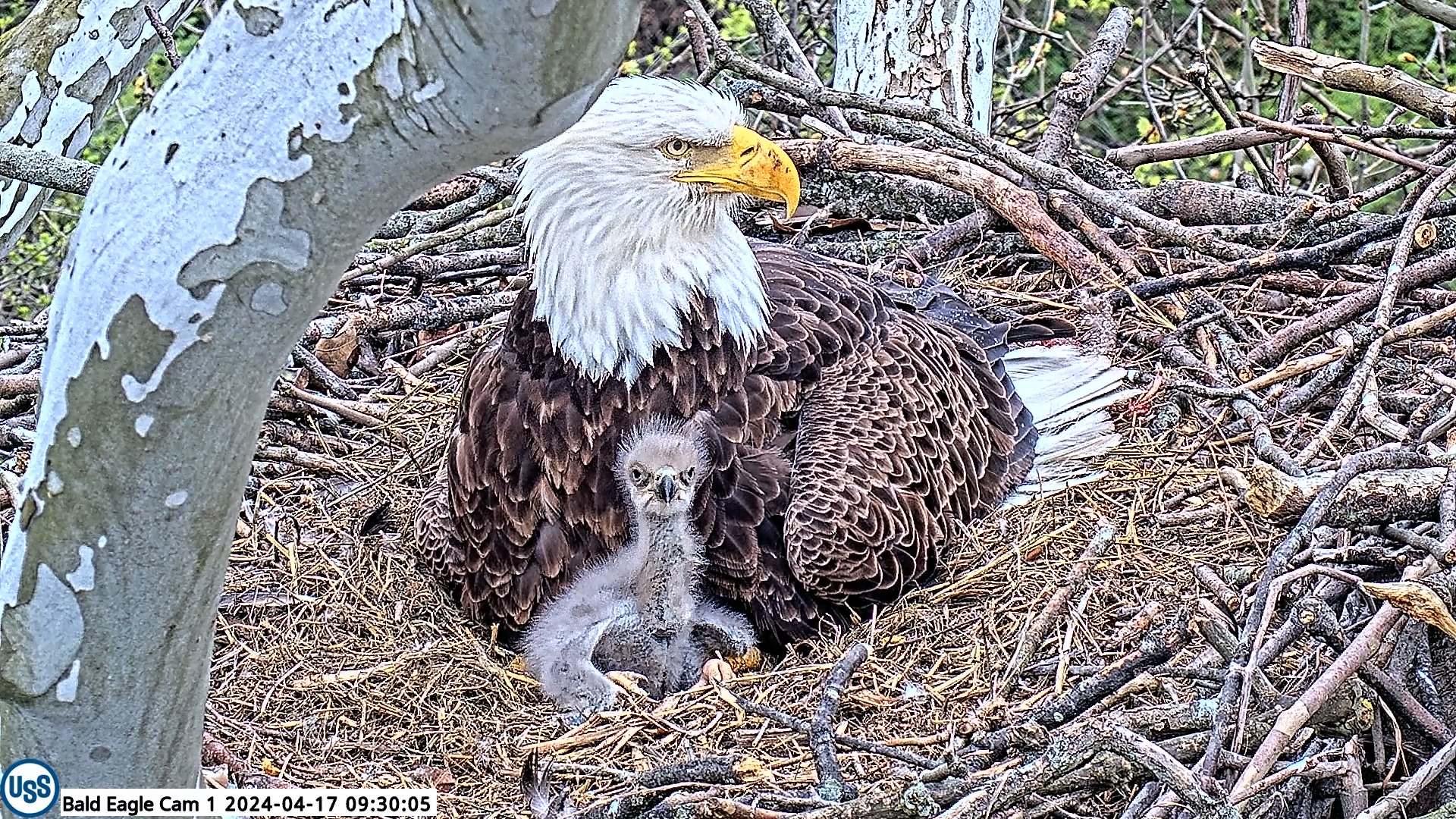 No second eaglet at U.S. Steel Mon Valley Works Irvin Plant nest