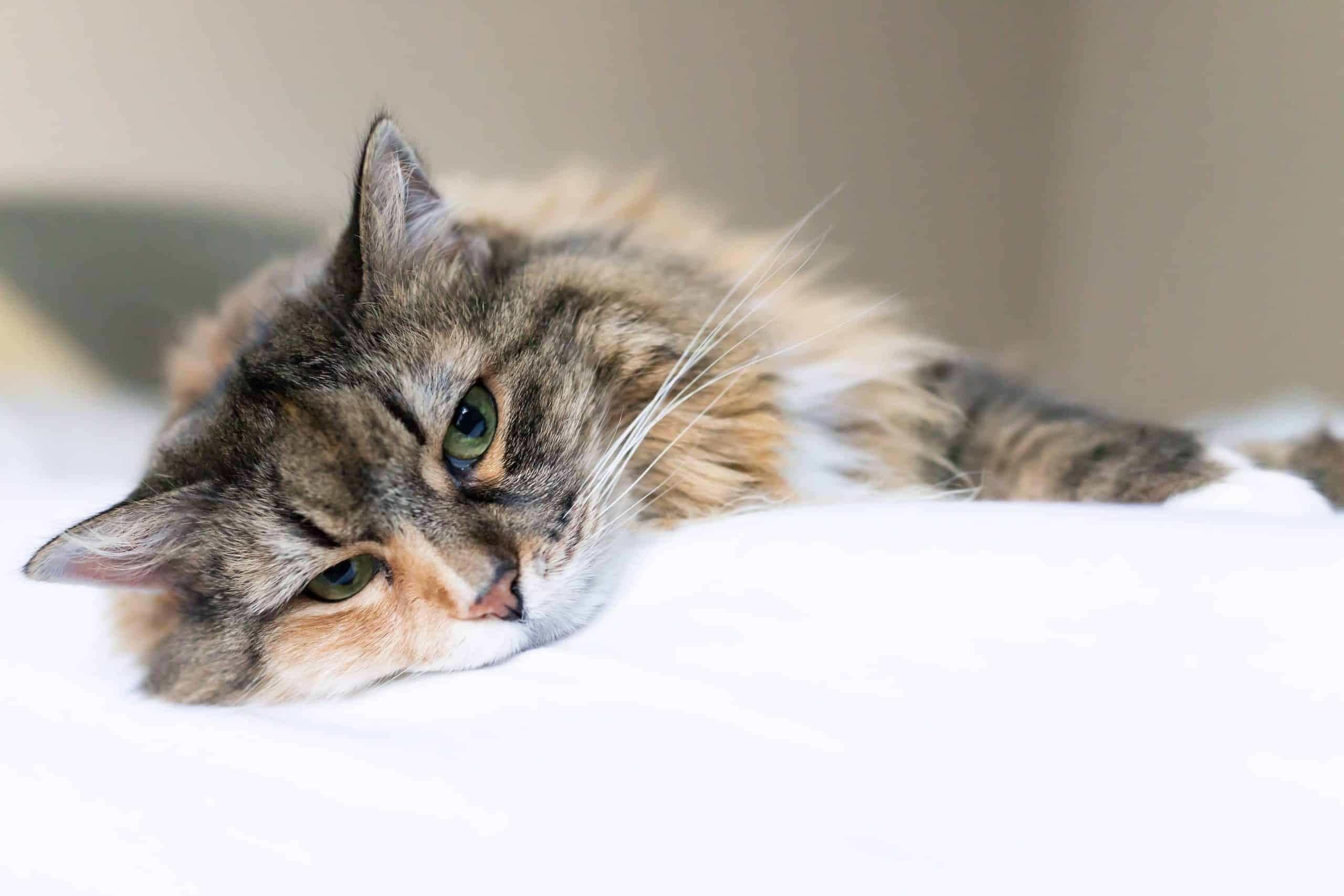 Keeping Your Senior Cat Healthy Uniquely Cats Veterinary Center