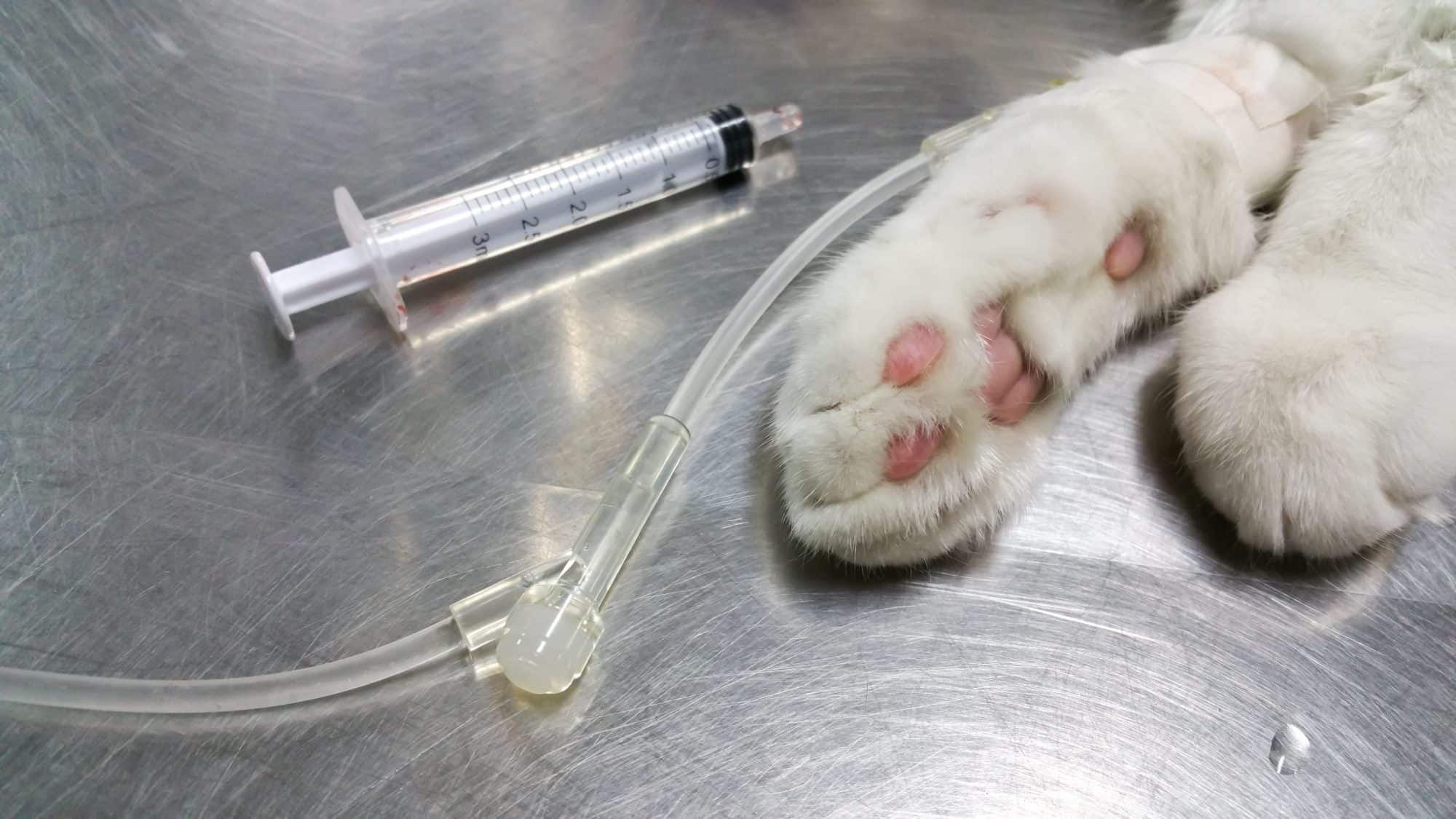 Anesthesia For Cats Uniquely Cats Veterinary Center Uniquely Cats