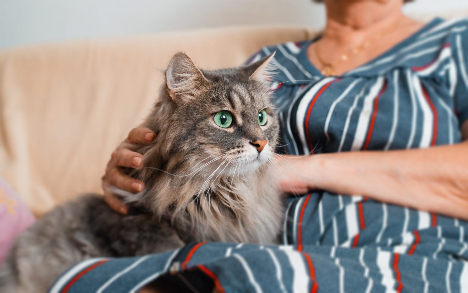 Anesthesia For Cats Uniquely Cats Veterinary Center Uniquely Cats