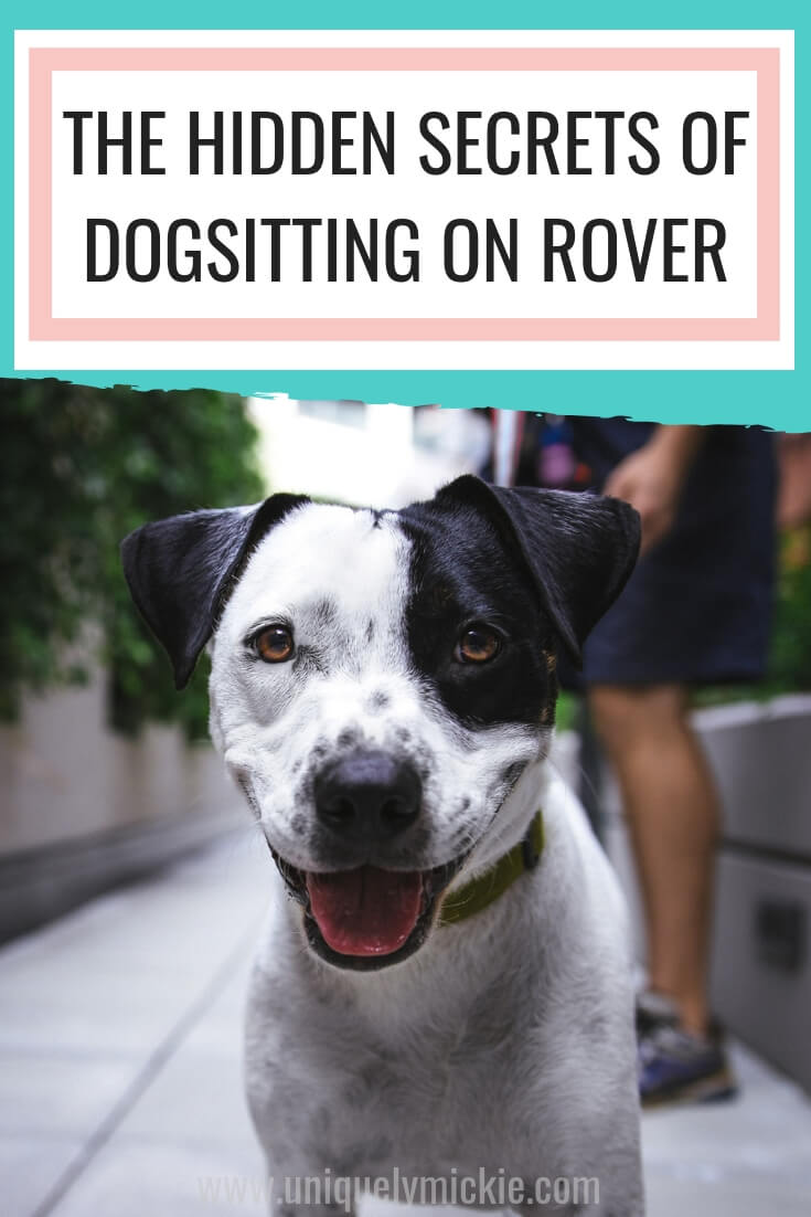 How Do You A Rover Dog Walker
