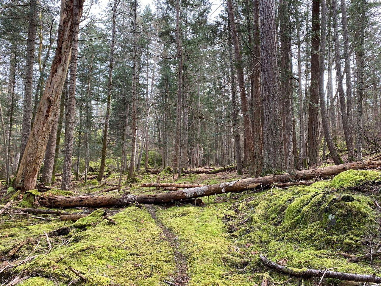 Lasqueti IslandTahini Cove Unique Properties