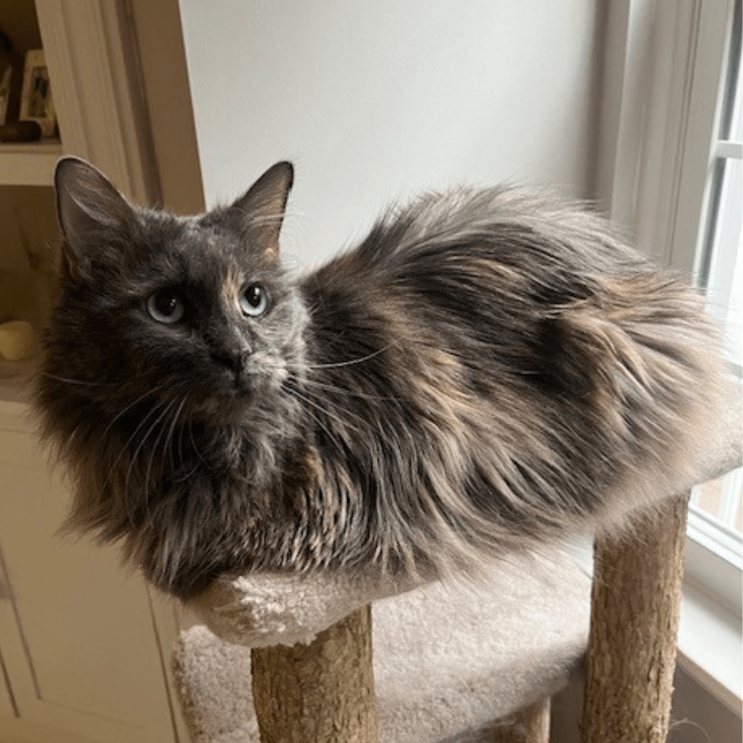 Charitable Journeys Kyla Remus and New Beginnings Animal Rescue United Charitable