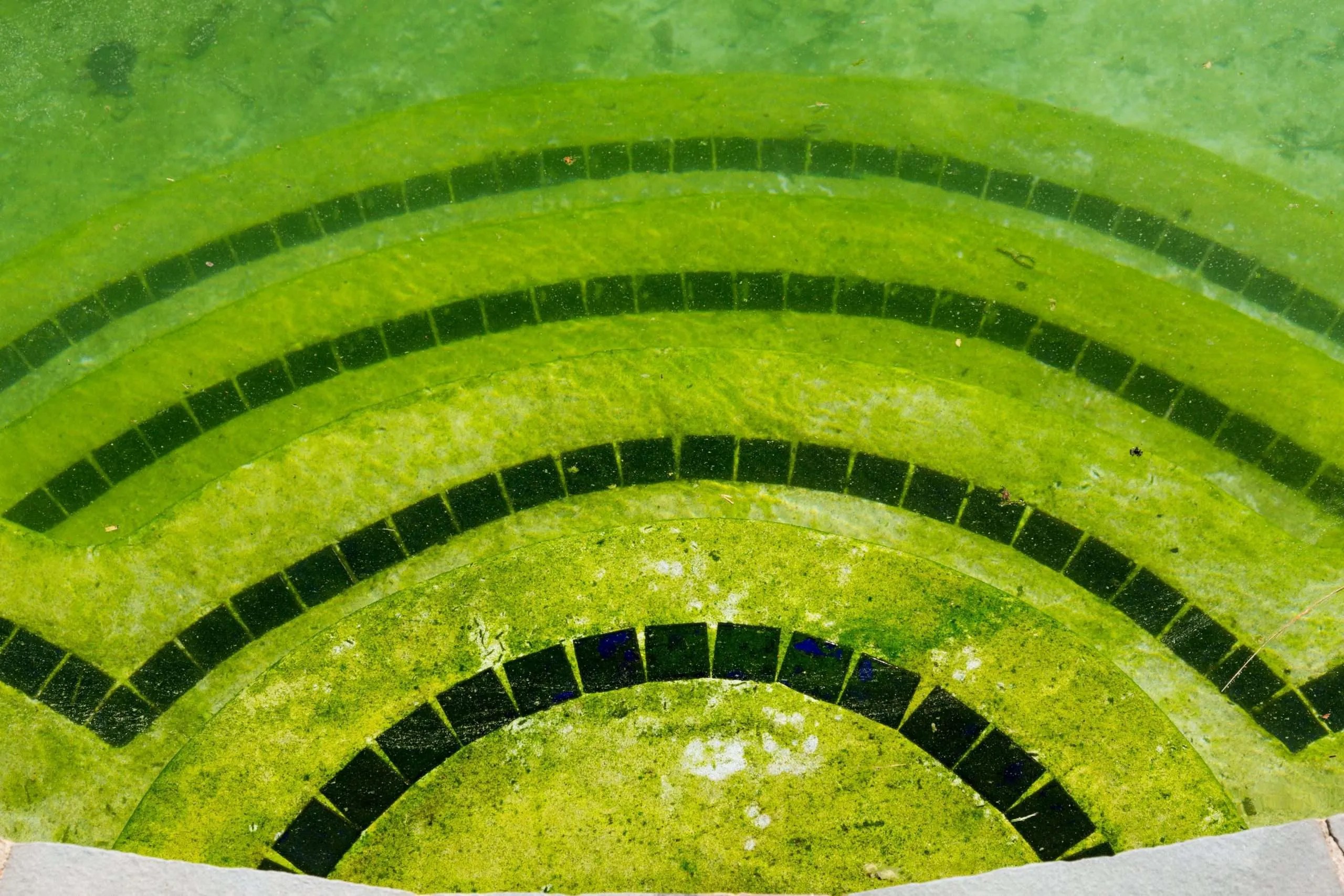 Ultimate Guide to Swimming Pool Algae United Chemical